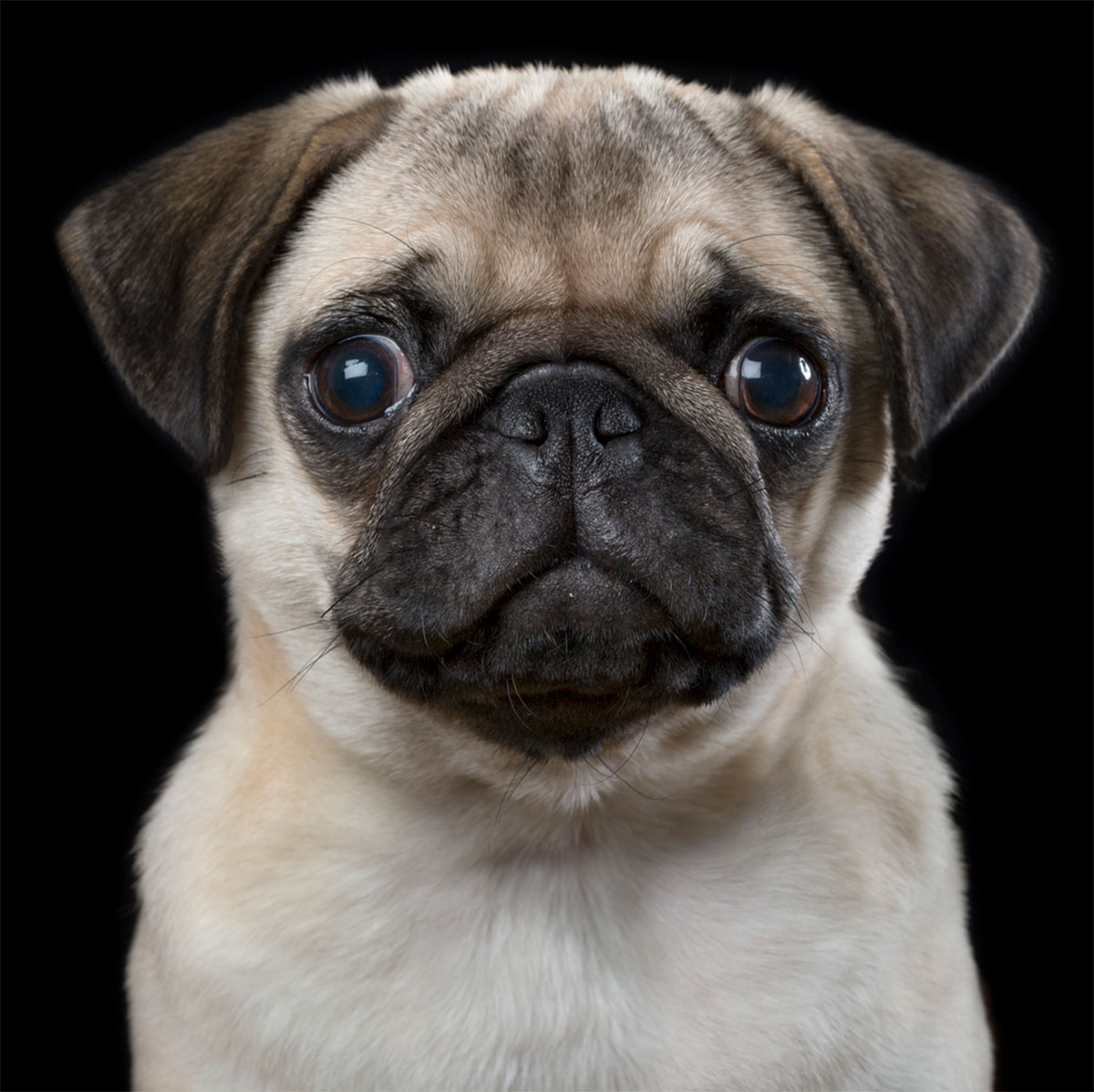 /upload/Dog-Portrait-9.jpg